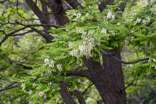 Robinia pseudoacacia L.